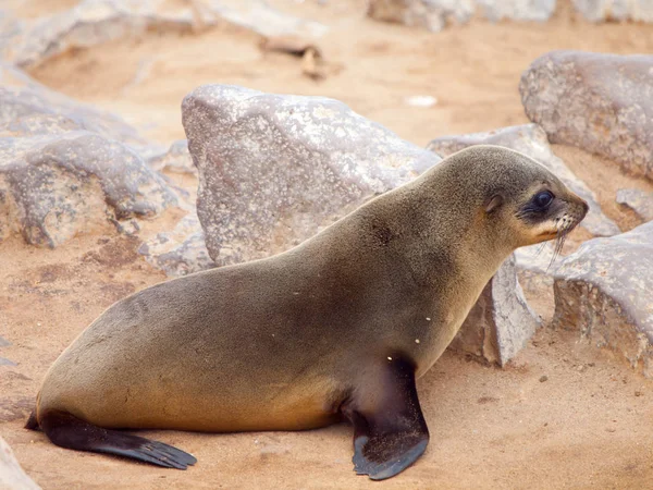 Baby brown fur seal, Arctocephalus pusillus, deitado na rocha, Cape Cross Colony, Skeleton Coast, Namíbia, África — Fotografia de Stock