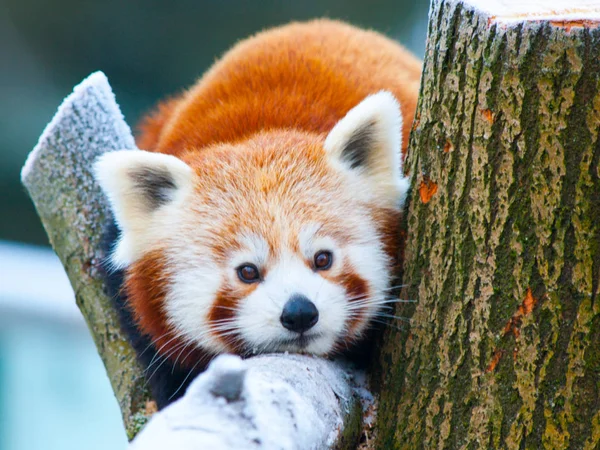 Красная панда, лежащая на ветке — стоковое фото