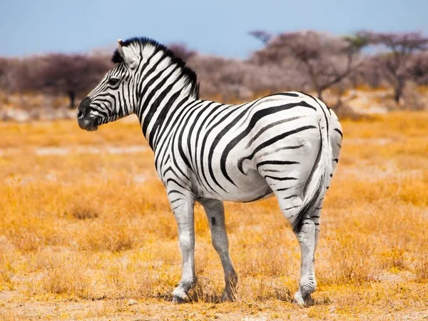 Zebra állandó közepén száraz afrikai legelő, Etosha nemzeti parkban, Namíbia, Afrika — Stock Fotó