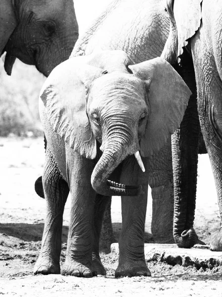 Giovane elefante bambino che gioca con il suo tronco in mezzo alla mandria, Etosha National Park, Namibia, Africa — Foto Stock