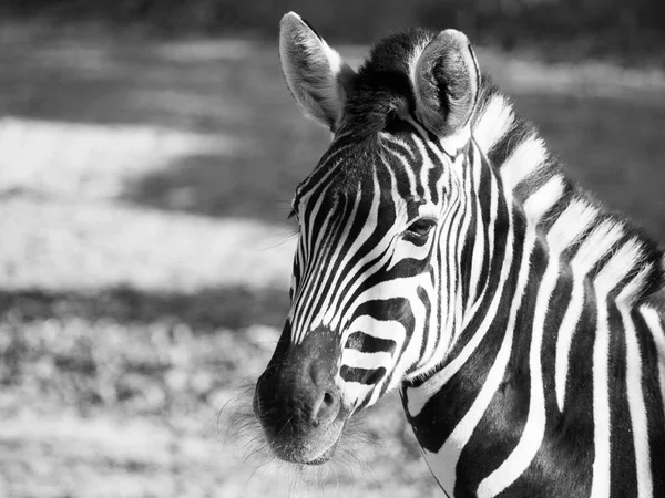Nahaufnahme Porträt von Chapmans Zebra in schwarz-weiß — Stockfoto