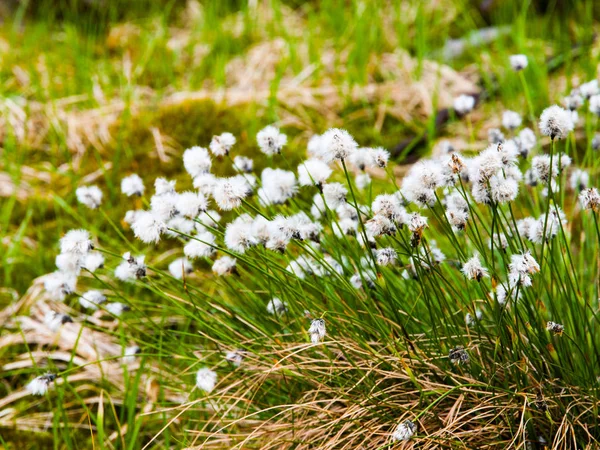 Fioritura bianca di cotone tussock, Eriophorum vaginatum, pianta erbacea perenne — Foto Stock