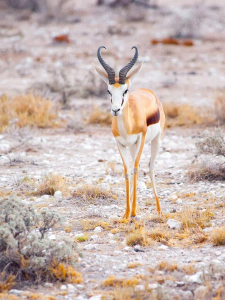Mannelijke impala antilopen, Aepyceros melampus, wonen in oostelijk en zuidelijk Afrika. — Stockfoto