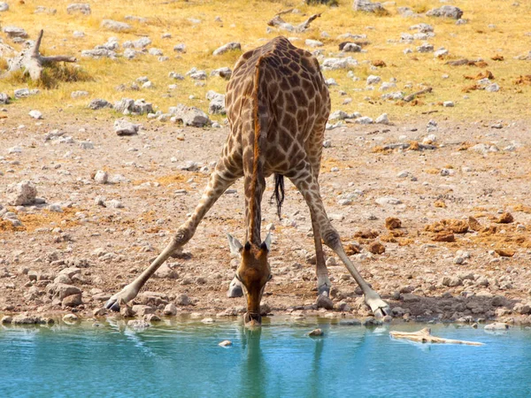 Thirsty giraffe drinking from waterhole in typical pose with wide spread legs, Etosha National Park, Namibia, Africa — Stock Photo, Image