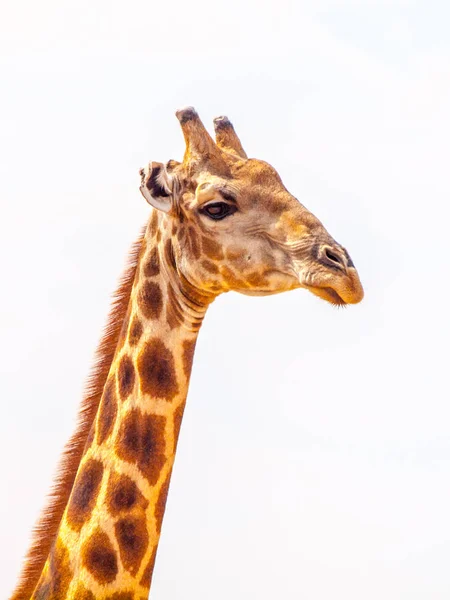 Retrato de cerca de jirafa con cabeza y cuello largo sobre fondo blanco, fauna africana en el Parque Nacional Etosha, Namibia, África — Foto de Stock