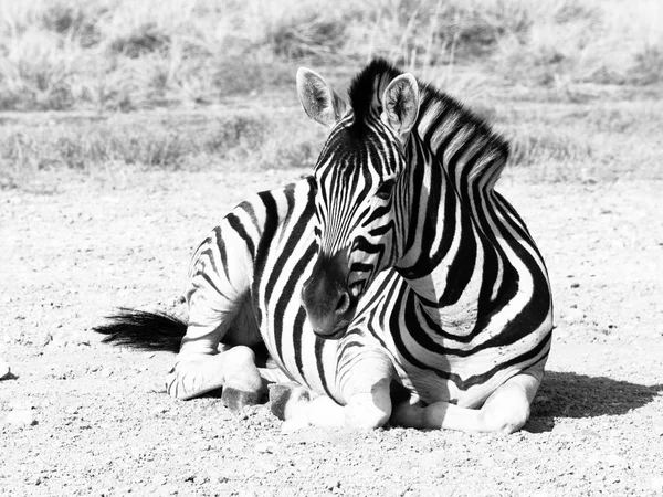 Zebra, leżącego na zakurzonej ziemi w środku Sawanna, Etosha National Park, Namibia, Afryka — Zdjęcie stockowe