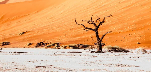 Desolated dry landscpe and dead camel thorn trees in Deadvlei pan with cracked soil in the middle of Namib Desert red dunes, Sossusvlei, Namibia, Africa — Stock Photo, Image