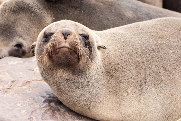 Close-up view of brown fur seal, Cape Cross Colony, Skeleton Coast, Namibia, Africa — Stock Photo, Image