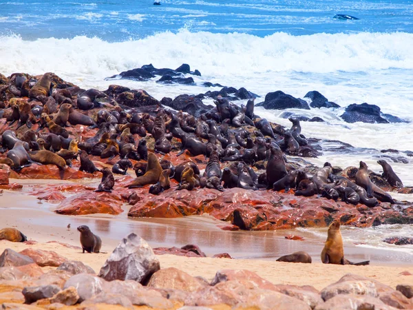 Brown fur seal, Arctocephalus pusillus, colony at Cape Cross in Namibia, Africa — Stock Photo, Image