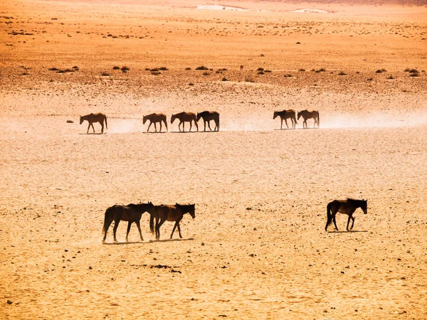 The Namib Desert feral horses herd at waterhole near Aus, Namibia, Africa — Stock Photo, Image