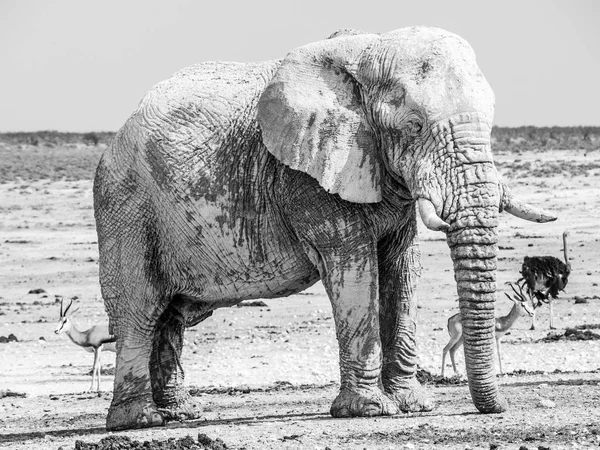 Vecchio enorme elefante africano in piedi in terra asciutta del Parco Nazionale di Etosha, Namibia, Africa — Foto Stock