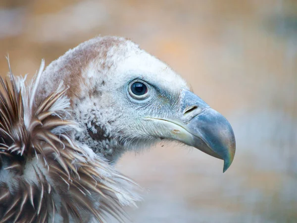 ヒマラヤ グリフォンのハゲタカ、ベンガルハゲワシ himalayensis ユニークな山スカベン ジャー鳥のクローズ アップ ショット — ストック写真