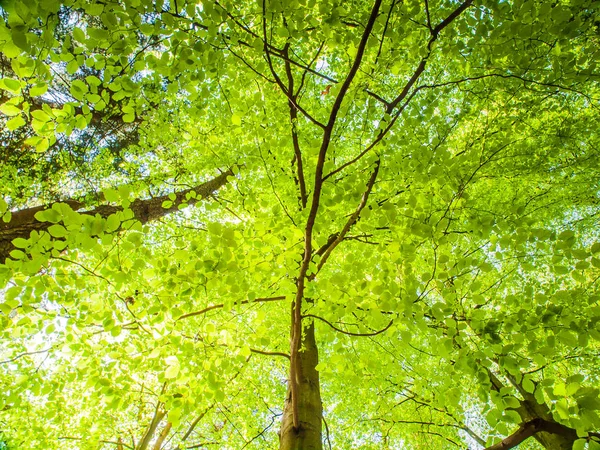 Jaro v lese. Spodní stromové zobrazení s svěží světle zelené listy osvětlena Sluncem. Přírodní pozadí na plochu — Stock fotografie