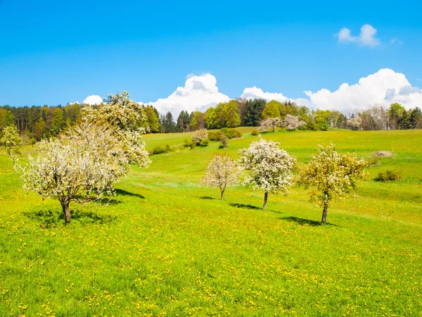 Primavera tempo ensolarado paisagem com floração pomar de cerejeira, exuberante grama verde, céu azul e nuvens brancas — Fotografia de Stock