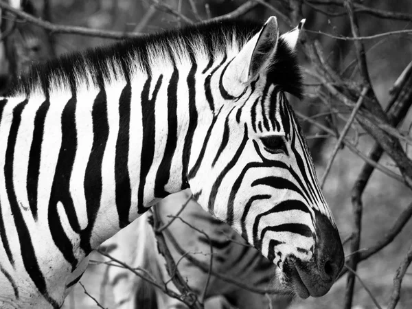 Prifile close-up shot van wild zebra in zwart-wit, Etosha National Park, Namibië, Afrika — Stockfoto