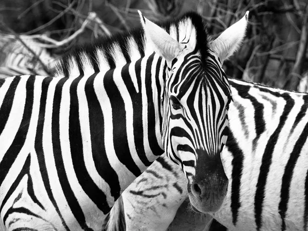 Zamieści zbliżenie z wild zebra czarno-białe, Park Narodowy Etosha, Namibia, Afryka — Zdjęcie stockowe