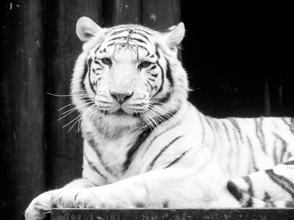 White tiger portrait. Black and white image — Stock Photo, Image