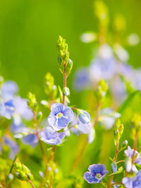 Detalle natural con diminutas flores azul-violeta y fondo bokeh verde. Tema soleado de primavera. Profundidad superficial del campo — Foto de Stock