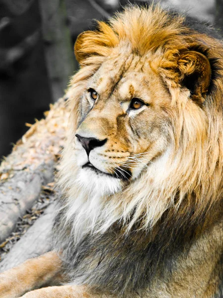 Retrato de león macho grande. Vista de perfil de rey de la selva con enorme melena tupida — Foto de Stock