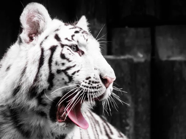 Portrait de tigre blanc rugissant. Image en noir et blanc — Photo