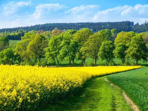 Field of rapeseed, aka canola or colza. Rural landscape with country road, green alley trees, blue sky and white clouds. Spring and green energy theme, Czech Republic, Europe — Stock Photo, Image
