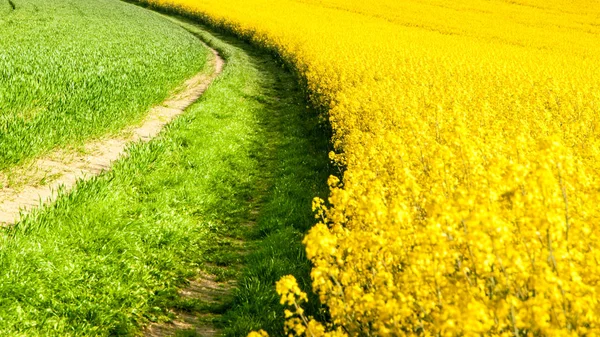 Campo de colza, vulgo canola ou colza. Paisagem rural com estrada rural. Primavera e energia verde tema, República Checa, Europa — Fotografia de Stock