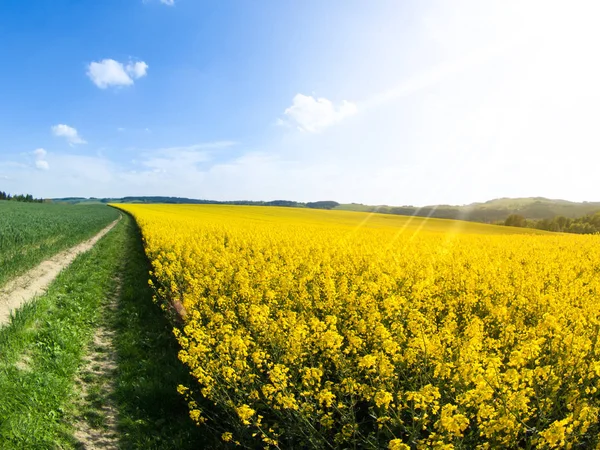 菜種、別名キャノーラまたは菜種のフィールド。国の道路、路地の緑の木、青い空と白い雲と田園風景。春とグリーン エネルギーのテーマは、チェコ共和国、ヨーロッパ — ストック写真