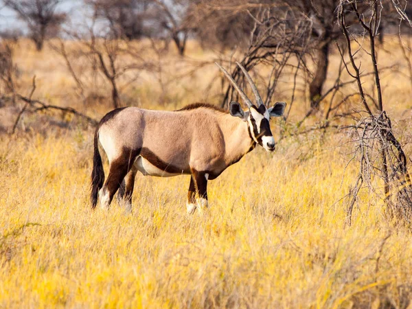 Gemsbok ou antílope gemsbuck, Oryx gazelle, de pé na savana do deserto de Kalahari, Namíbia, África — Fotografia de Stock