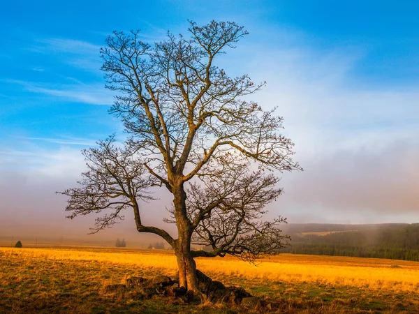 Colorful autumnal landscape after rain with beautiful tree, mist and blue sky. Dramatic scene