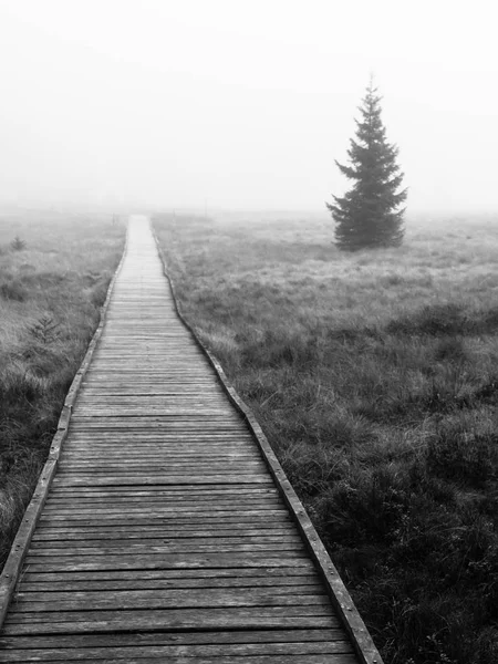 Dřevěná cesta v rašeliniště v černé a bílé, Boží Dar, Česká republika, Evropa. Chmurné podzimní krajina scéna — Stock fotografie