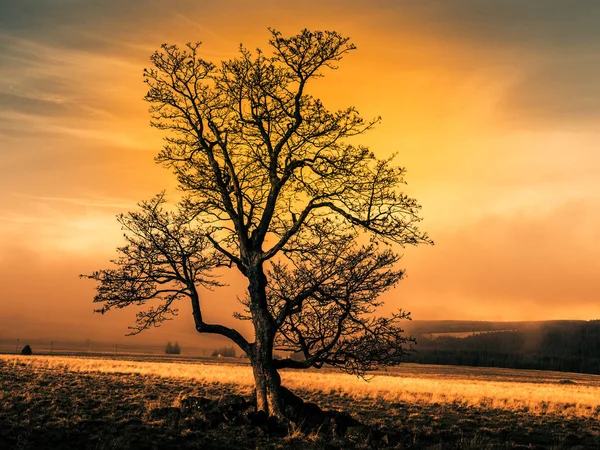 Colorido paisaje otoñal después de la lluvia con hermoso árbol, niebla y cielo azul. Escena nocturna dramática al atardecer — Foto de Stock