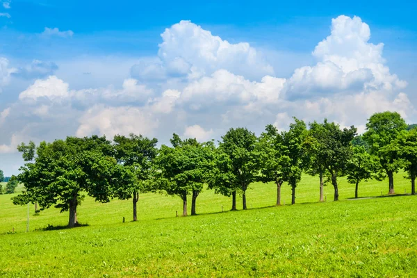 Řadu svěžích zelených stromů v uličce silnici Slunečného letního dne s modrou oblohu a bílé mraky — Stock fotografie