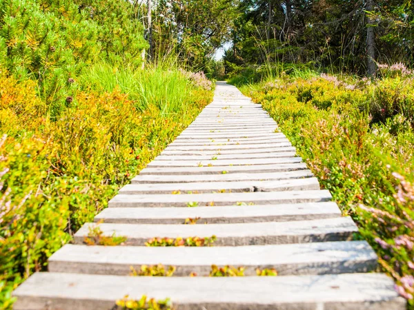 Narrow wooden hiking trail in the grass of peat bog area, Georgenfelder Hochmoor, Germany — Stock Photo, Image