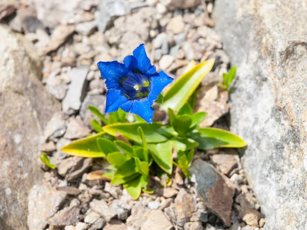 Schöne blaue Trompete der wilden Enzianblüte auf felsigem Boden — Stockfoto