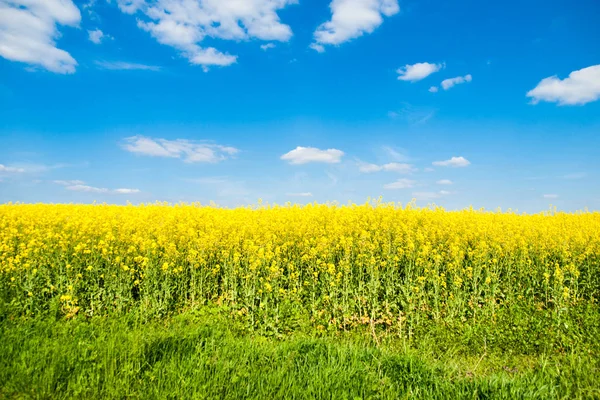 Campo de colza, vulgo canola ou colza. Paisagem rural com céu azul e nuvens brancas. Primavera e energia verde tema, República Checa, Europa — Fotografia de Stock