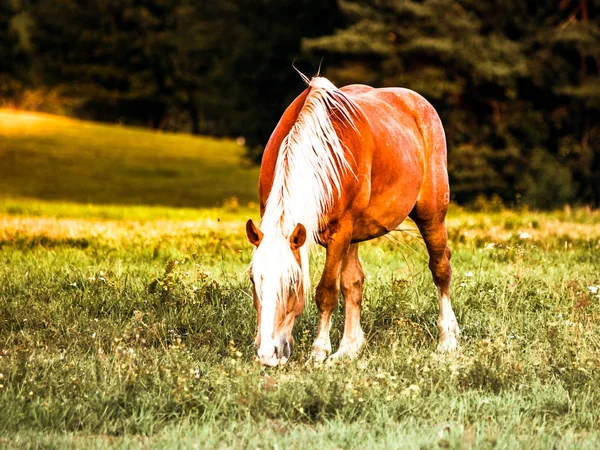 Cavalo castanho com crina branca pastando no prado — Fotografia de Stock