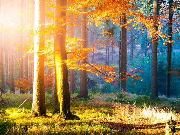 Autumn in beech forest. Beautiful warm scenery with first morning sun rays in misty autumnal forest — Stock Photo, Image