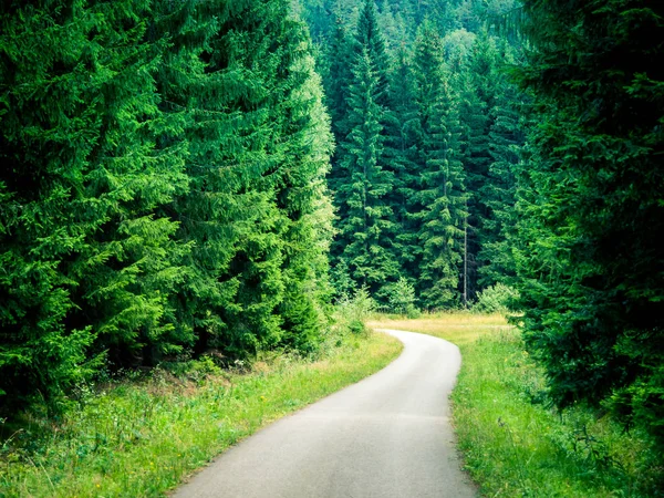 Estrada de asfalto estreito int ele floresta conífera verde — Fotografia de Stock