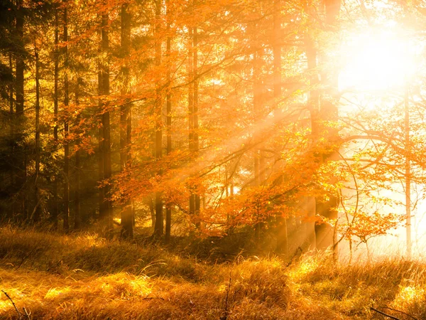 Herbst im Buchenwald. schöne warme Landschaft mit ersten Morgensonnenstrahlen im nebligen herbstlichen Wald — Stockfoto