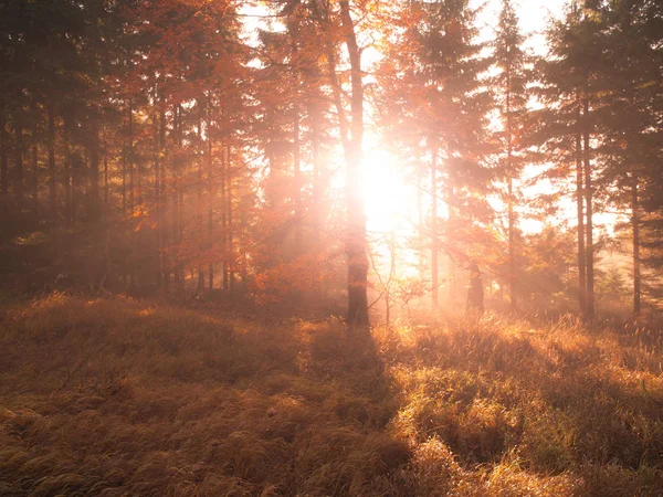 Herfst in het beukenbos. Mooie warme landschap met eerste ochtendzon stralen in mistige herfst bos — Stockfoto