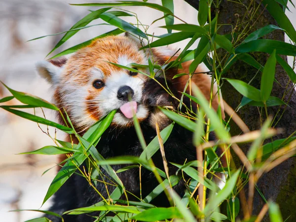 Röd panda sitter på grenen och sticker tungan ut — Stockfoto