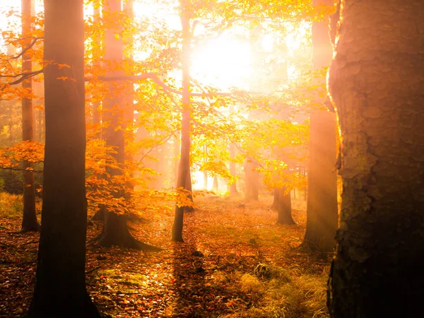 Autumn in beech forest. Beautiful warm scenery with first morning sun rays in misty autumnal forest — Stock Photo, Image