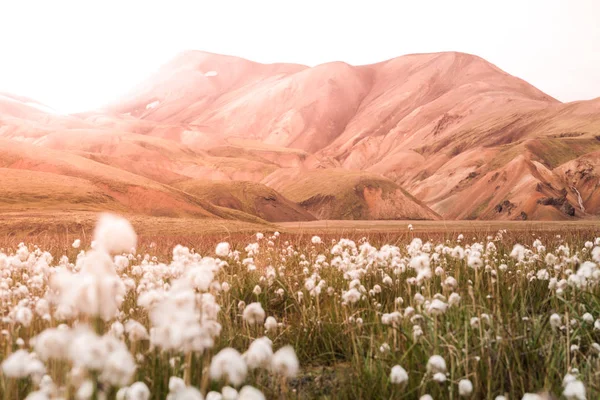 Champ d'herbe de coton dans la vallée de Landmannalaugar entouré de montagnes de rhyolite de la réserve naturelle de Fjallabak, Islande — Photo