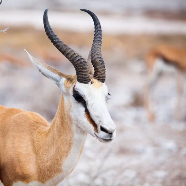 Retrato de impala masculino, vida selvagem africana no Parque Nacional de Etosha, Namíbia, África — Fotografia de Stock
