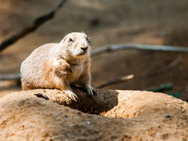 Prairie dog rodent on a dry dusty ground. USA, North America — Stock Photo, Image