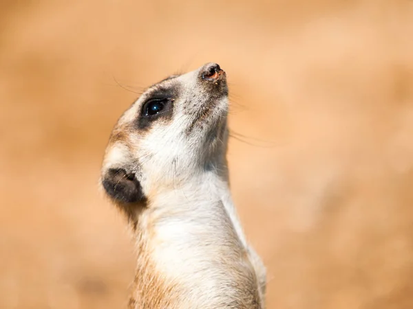 Portret van meerkat, aka suricate - Suricata suricatta. Kalahari-woestijn in Botswana, Afrika. — Stockfoto