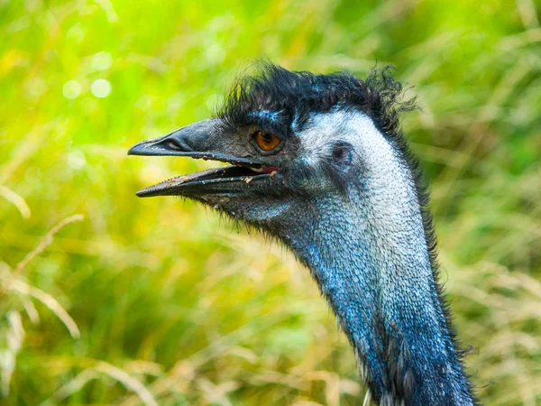 Portrét emu s otevřený zobák. Druhou největší Ptačí svět strašilek — Stock fotografie