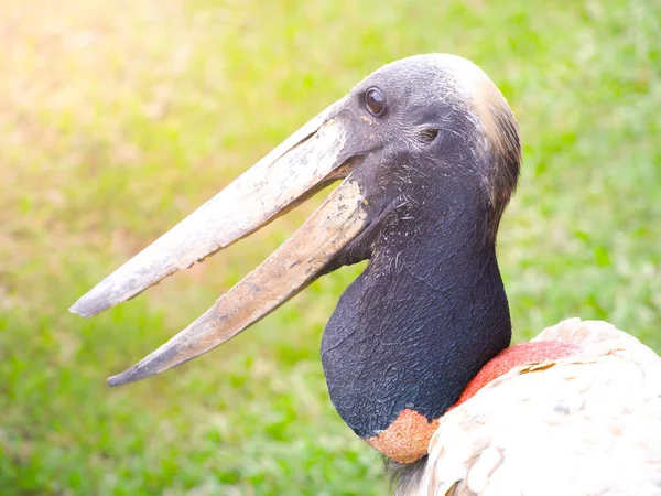 Close-up profile of jabiru stork, jabiru mycteria, Rurrenabaque, Bolivia, Amazonian pampas, South America. — Stock Photo, Image