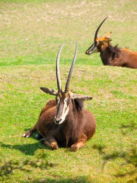 Kvinnliga Sable antiloper, Hippotragus niger, liggande i savanna, Kenya, Afrika. — Stockfoto