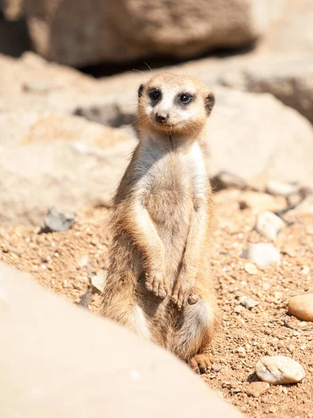 Meerkat, suricata suricatta, alerta em guarda em terreno rochoso e seco, África do Sul — Fotografia de Stock